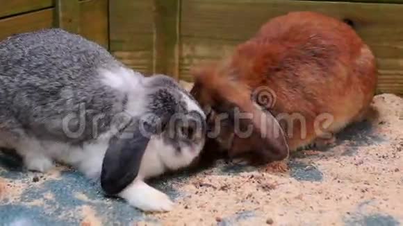 红色和灰色的兔子视频的预览图
