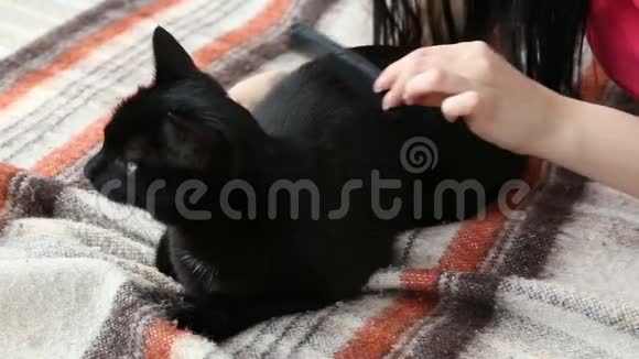 对宠物的爱美丽的黑发女人在家里梳理她的黑猫在床上视频的预览图