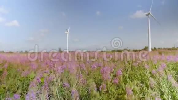 美丽的盛开的花朵在风中摇曳平静的电影自然背景angustifoliumchamaenerion关门视频的预览图