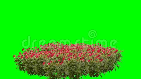 风绿幕中的蜜蜂玫瑰视频的预览图