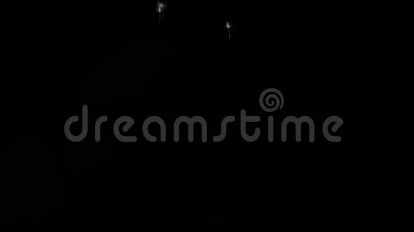 真正的种子蒲公英在黑色的背景下在太空中飞翔视频的预览图