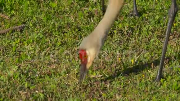 弗罗里达州沙丘鹤与加拿大的关系密切视频的预览图
