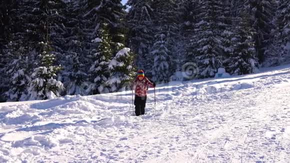 一位年轻的女游客在山上的一片冬林里走过雪视频的预览图