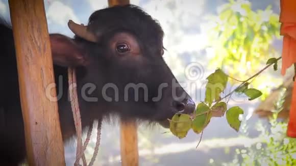 年轻的黑水牛从雌性手中吃掉一根树枝环顾四周站在摊的牛的头特写视频的预览图