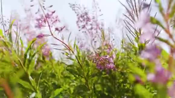 美丽的盛开的花朵在风中摇曳平静的电影自然背景angustifoliumchamaenerion关门视频的预览图