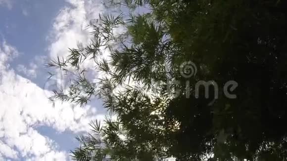 视频片段绿色竹叶绿色热带树叶纹理蓝天和云背景视频的预览图