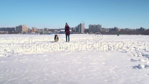 有趣的慢动作哈士奇狗和年轻女人跑过大雪走向相机视频的预览图