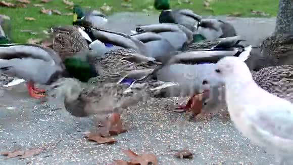 加拿大鹅和鸭子寻找食物视频的预览图