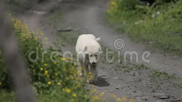 白狗在山间花丛旁的路上散步视频的预览图