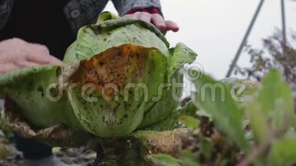 在花园里收获卷心菜视频的预览图