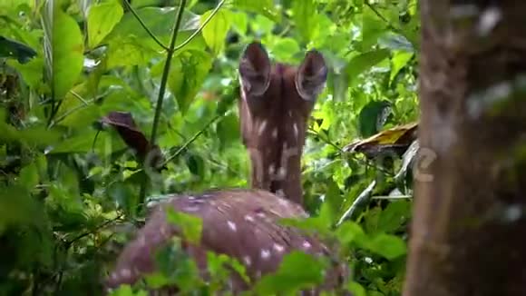 柄轴或柄轴又称斑鹿或在森林中隐藏的轴鹿视频的预览图