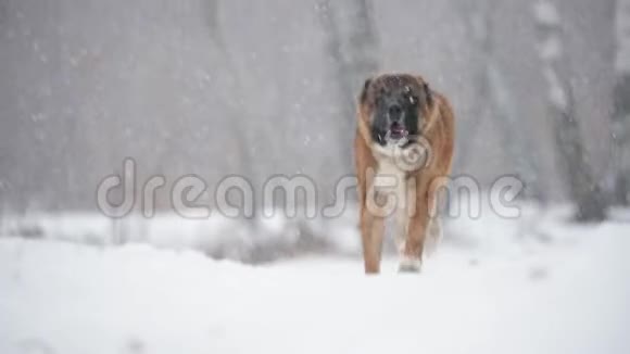 白种人牧羊犬在冬天的雪田里户外奔跑慢动作斯隆莫视频的预览图