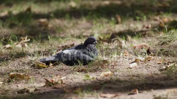 一只鸽子坐在草地上环顾四周视频的预览图