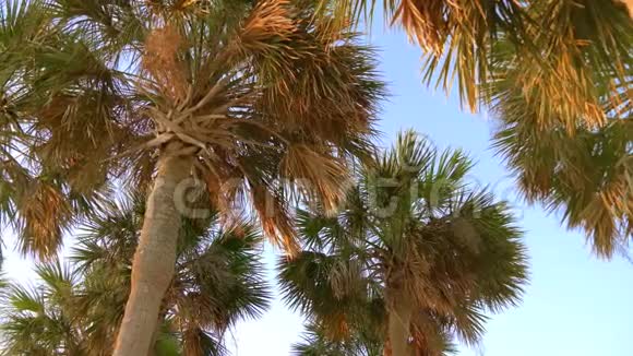 椰子棕榈树美丽的热带背景视频的预览图