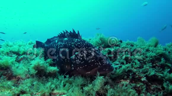 水下场景离摄像机很近的大石斑鱼视频的预览图