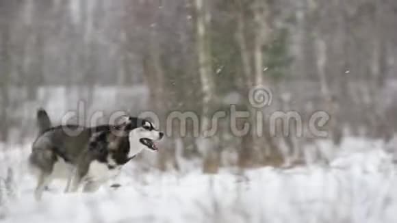 冬天西伯利亚哈士奇狗在雪地里户外奔跑微笑的狗慢动作斯隆莫视频的预览图