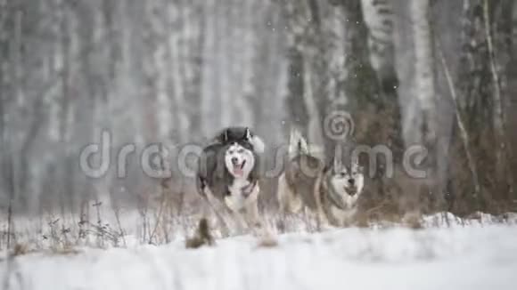 冬天两只西伯利亚哈士奇狗在雪地里在户外滑稽地奔跑慢动作斯隆莫视频的预览图