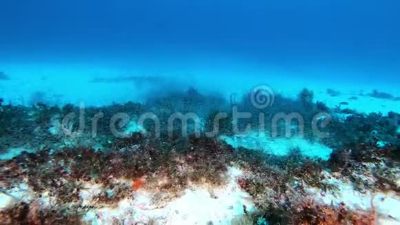 在磷虾云中潜水的水下场景视频的预览图