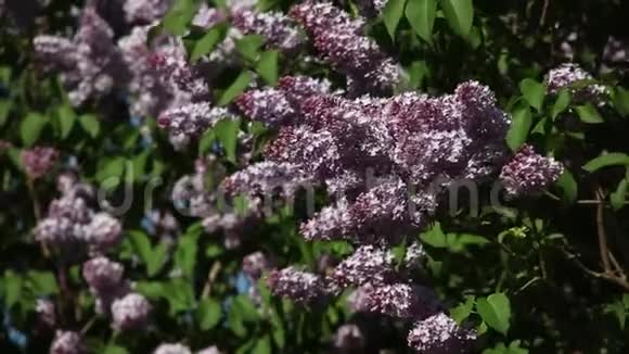 在阳光明媚的日子里盛开的紫丁香枝条视频的预览图