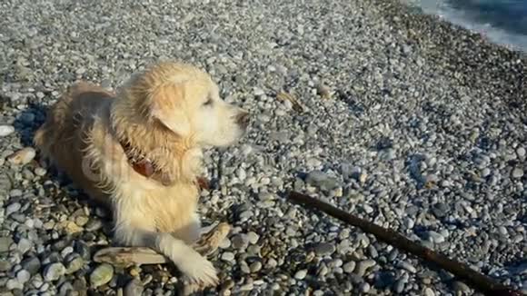 狗坐在海滩上视频的预览图