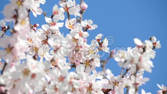 蜜蜂从果园里的白花中收集花粉春天开花的苹果树树枝在阳光下开花开花的树视频的预览图