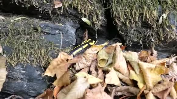 火萨拉曼德拉萨拉曼德拉在德国的Dortebachtal山谷游泳和爬行莫塞尔山谷视频的预览图