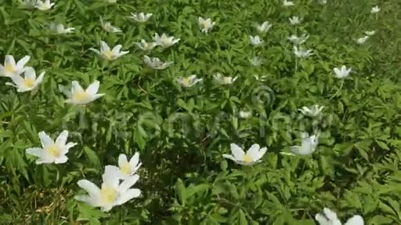 白色的小野花许多初春的花在风中摆动视频的预览图