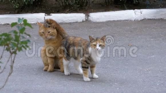 城市公园里无家可归的三月红猫和三色猫视频的预览图