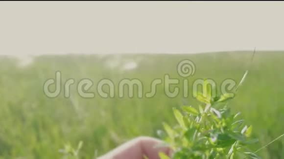 在大自然的田野里人们手里拿着草园艺工人园丁在花园里撕草晒太阳生活方式绿色视频的预览图