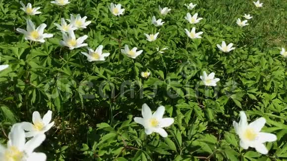 白色的小野花许多初春的花在风中摆动视频的预览图