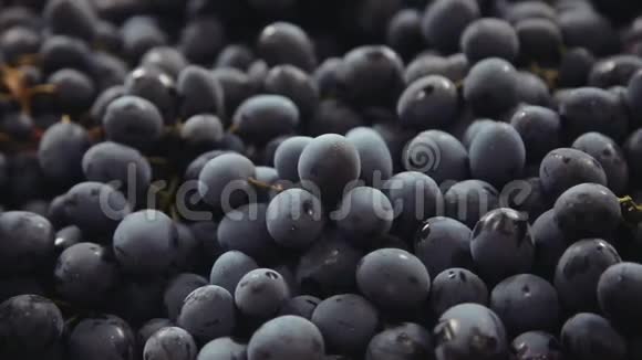 深蓝色的葡萄视频的预览图