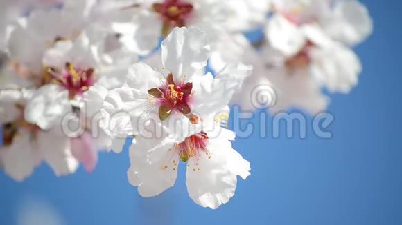 蜜蜂从果园里的白花中收集花粉春天开花的苹果树树枝在阳光下开花开花的树视频的预览图