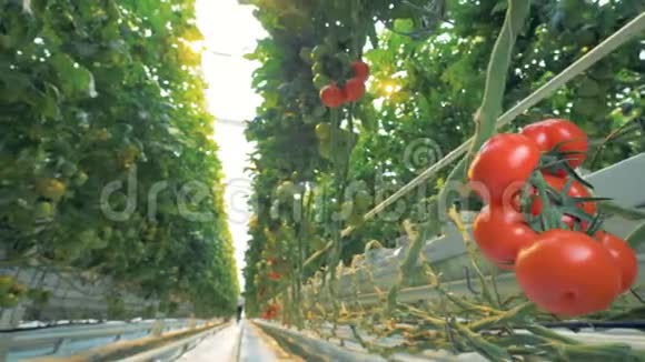 温室番茄灌木里面有绿色和红色的西红柿视频的预览图