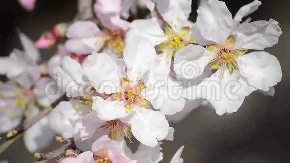 蜜蜂从果园里的白花中收集花粉春天开花的苹果树树枝在阳光下开花开花的树视频的预览图