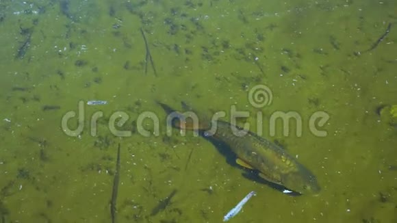 鲤鱼在沼泽中游泳视频的预览图