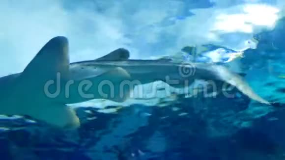 鲨鱼在著名的海洋世界水族馆游泳视频的预览图