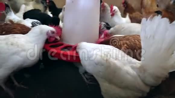 家禽养殖场鸡罗塞特吃视频的预览图