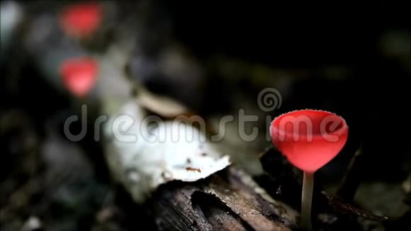 一群忙碌的蚂蚁在木材上爬过红杯菌视频的预览图