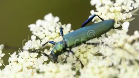 一朵花上的麝香甲虫视频的预览图