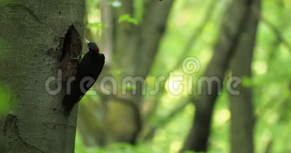 黑色啄木鸟数据带cernyDryocopusmartius黑色啄木鸟雌性坐在洞旁边的树干上视频的预览图