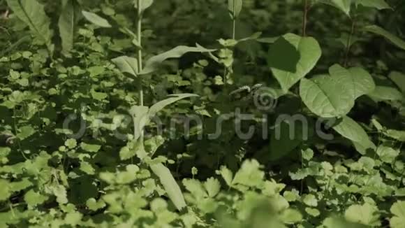阳光明媚的夏日绿茵草地上的白蝴蝶视频的预览图