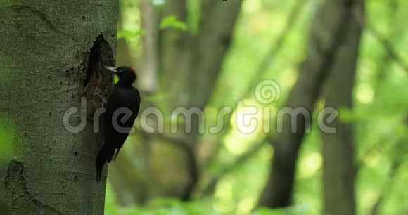 黑色啄木鸟数据带cernyDryocopusmartius黑色啄木鸟雌性坐在洞旁边的树干上视频的预览图