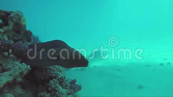 一条巨大的海鳗藏在海底红海居民视频的预览图