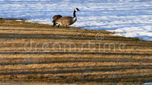 加拿大鹅在雪地附近的草地上吃草视频的预览图