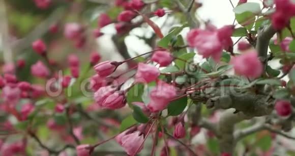 日本樱花季中的粉樱芽视频的预览图