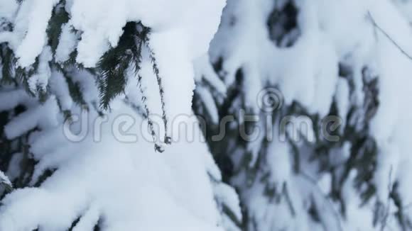 雪从杉树枝上飘落视频的预览图