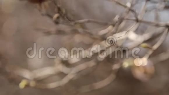 结婚戒指在树枝上视频的预览图