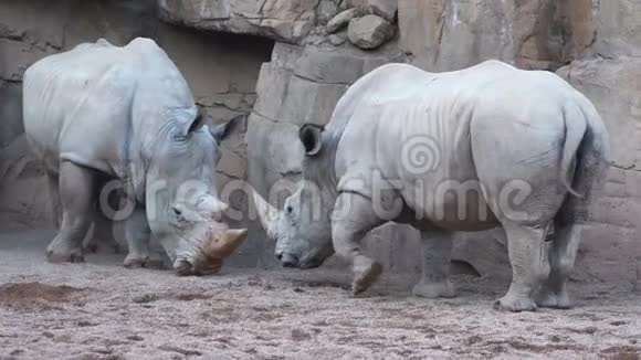 两个白色的雄性犀牛与大角正在战斗视频的预览图