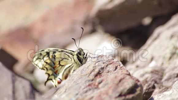 岩石上美丽而详细的蝴蝶视频的预览图