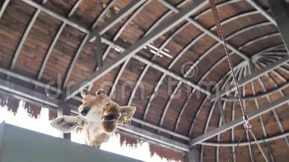 动物园野生动物园里的小长颈鹿视频的预览图